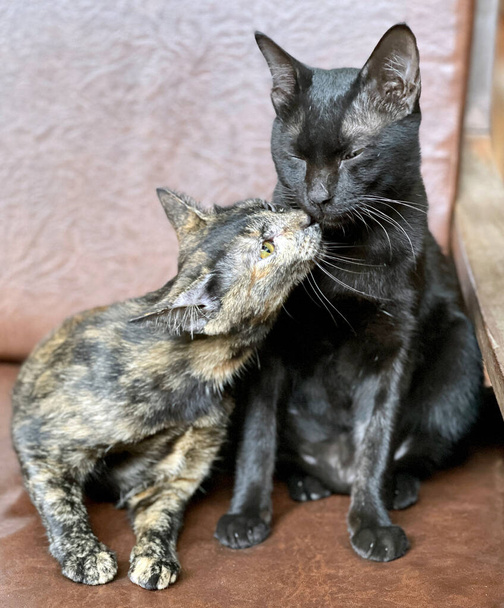 dvě roztomilé kočky v obchodě - Fotografie, Obrázek