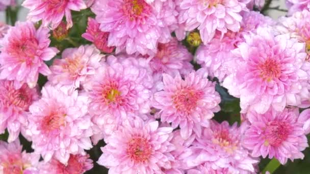 gota de água sobre as flores cor-de-rosa, fechar a flor de crisântemo - Filmagem, Vídeo