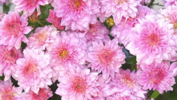 közeli öntözés virágok, rózsaszín krizantém - Felvétel, videó