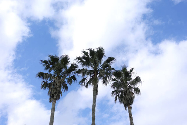 Valkoiset pilvet kelluvat sinisellä taivaalla ja palmuja pitkät varret heiluvat tuulessa. - Valokuva, kuva