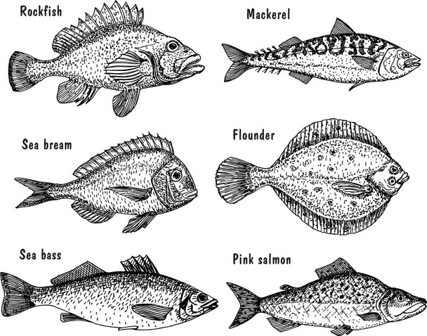 Sea fish sketch set. Fishing. Hand drawn vector fish. Flounder, sea bass, salmon, mackerel. - Wektor, obraz