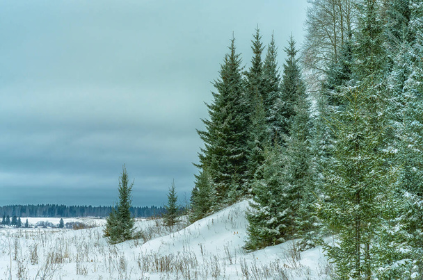 冬のクローズアップで丘の上のクリスマスツリー。曇りの日に白い雪の背景に常緑樹。冬の森へのハイキング - 写真・画像
