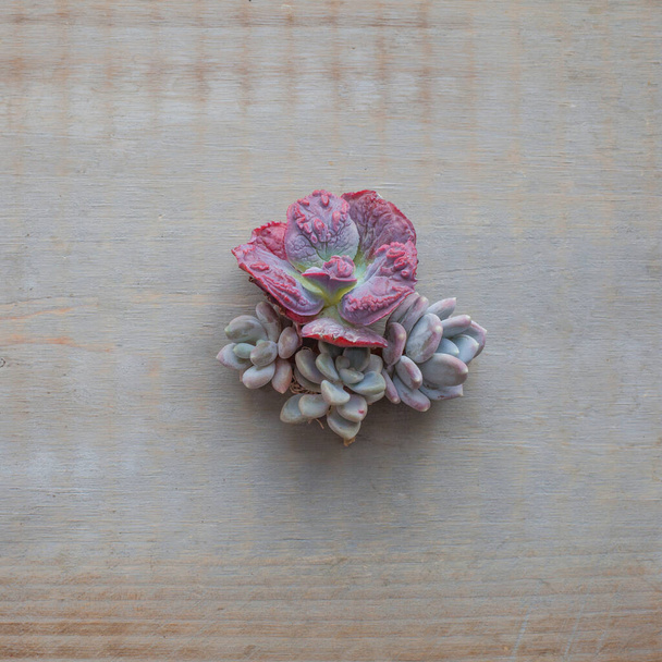 Rare succulent echeveria flowers composition on vintage wooden board background, top view - Фото, изображение