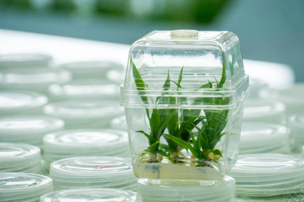 植物組織培養科学研究室教育概念のための滅菌ボトルで緑の植物を栽培 - 写真・画像