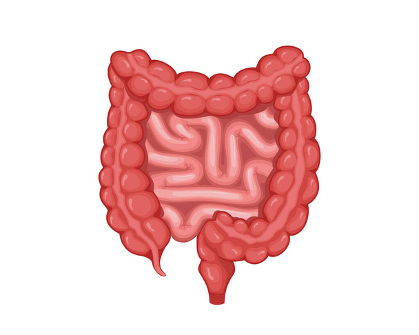 Desenho vetorial de intestinos. Imagens de anatomia realista. Órgãos internos do corpo humano - Vetor, Imagem