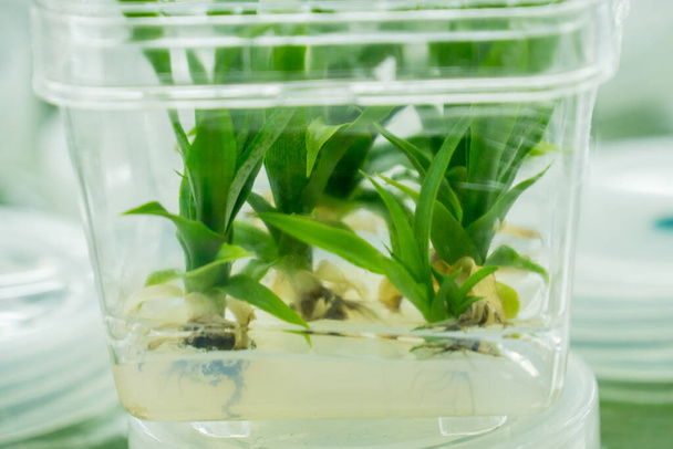 Pflanzenkultur Wissenschaft Forschungslabor angebaute grüne Pflanze in steriler Flasche für Ausbildungskonzept - Foto, Bild