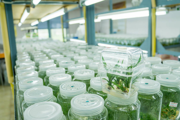 Kasvikudosviljely tiede tutkimus laboratorio kasvanut vihreä kasvi steriilissä pullossa koulutukseen käsite - Valokuva, kuva