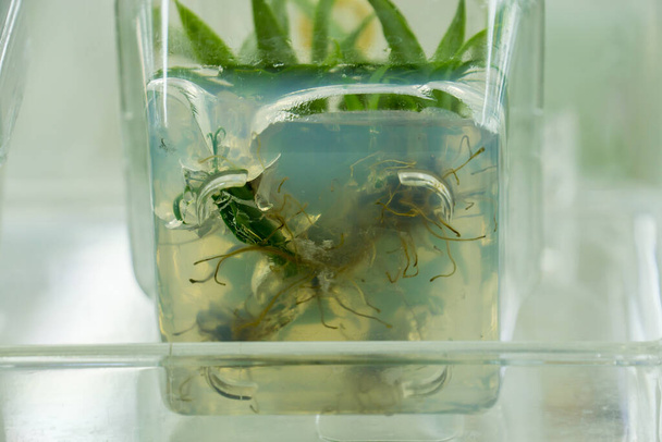 Rostlinná tkáň kultura věda výzkumná laboratoř pěstované zelené rostliny ve sterilní láhvi pro vzdělávací koncept - Fotografie, Obrázek