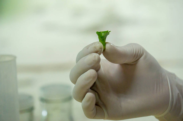 Laboratorio de investigación científica de cultivo de tejido vegetal cultivado planta verde en botella estéril para concepto de educación - Foto, Imagen