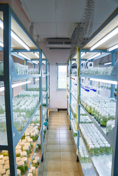 Научно-исследовательская лаборатория культуры растений вырастила зеленое растение в стерильной бутылке для концепции образования - Фото, изображение