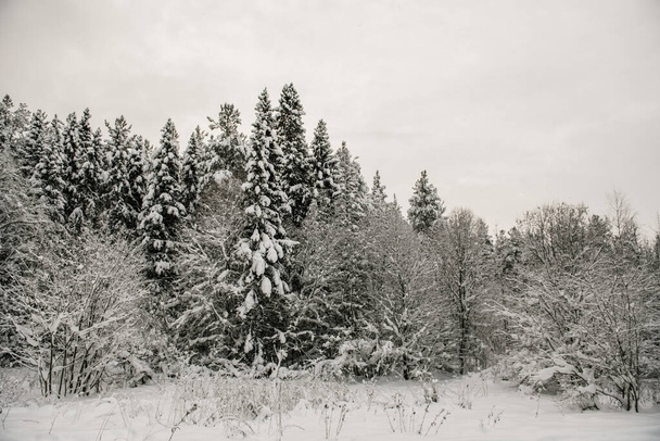 Сніговий ліс покритий товстим шаром снігу
. - Фото, зображення