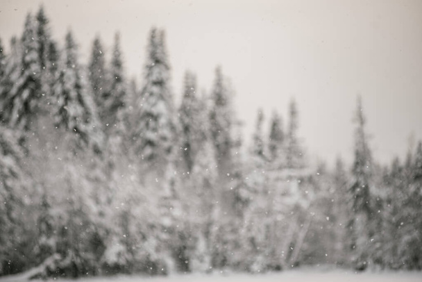 抽象化だ。雪に覆われた森を背景に空から降ってくる雪片. - 写真・画像