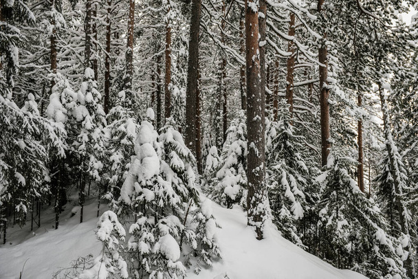 Snow-covered forest covered with a thick layer of snow. - Photo, image