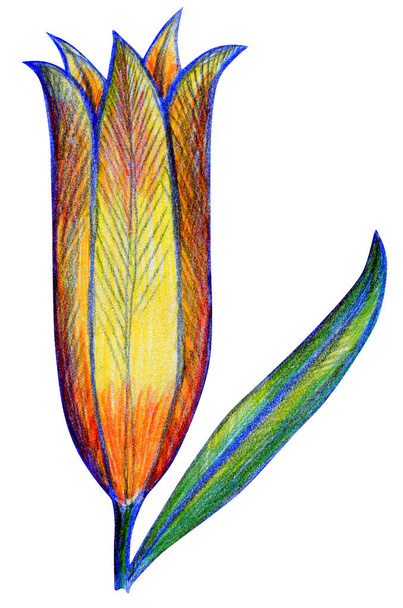 Квітковий малюнок лілії з олівцями, білий фон
 - Фото, зображення
