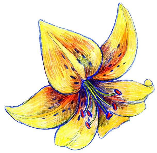 Lily virág rajz zsírkrétával, fehér háttér - Fotó, kép