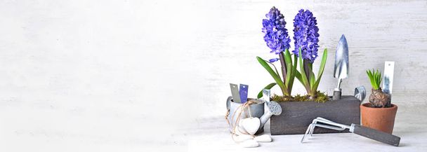 decorative potted hyacinth in box with garden equipment in panoramic view with copy space - Photo, Image