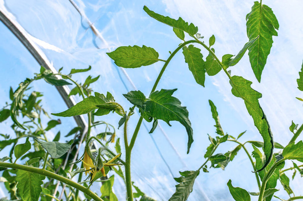 Tallos con hojas y flores de una planta de tomate que crece en un invernadero a partir de un primer plano de plástico. Cultivar tomates en climas fríos. Arbusto de tomate de cerca. Enfoque selectivo. - Foto, imagen