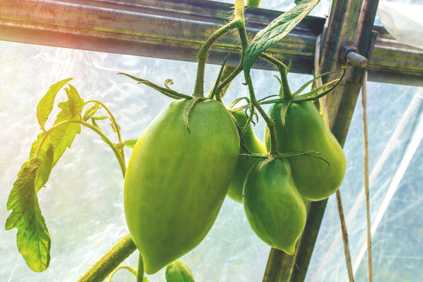 Un manojo de frutas verdes de tomate inmaduras que crecen en un invernadero hecho de película plástica o envoltura de polímero. Cultivar tomates en un invernadero. Primer plano. - Foto, Imagen