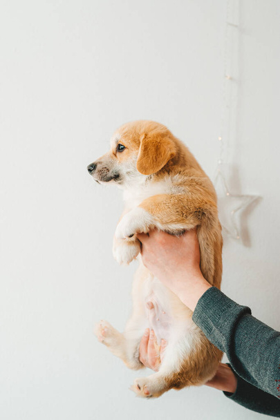 Очаровательный щенок валлийский Корги Пемброк позирует в руках хозяина. Вид сбоку - Фото, изображение