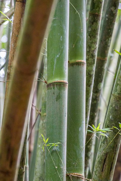 A vertical shot of gre bamboo rods - Foto, Imagen