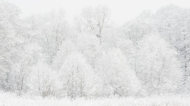 A mesmerizing shot of a beautiful winter landscape with snow-covered trees - Фото, изображение