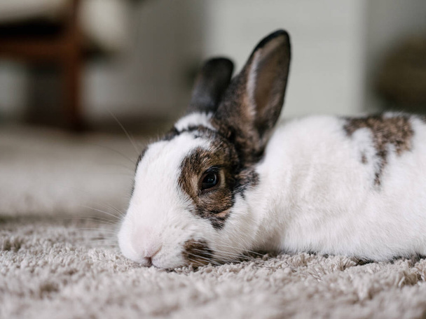 A closeup of a cute bunny laying on the ground - Fotografie, Obrázek
