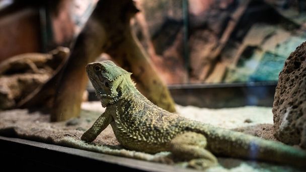 A close up shot of a small agama lizard in a terrarium on a blurry background - 写真・画像