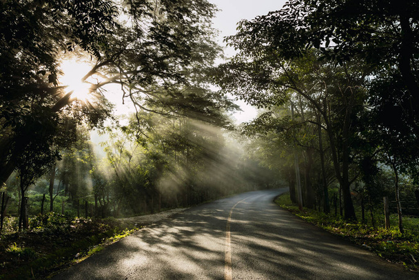 A nap ragyogó sugarai megvilágítják az üres utat, amelyet fák vesznek körül. - Fotó, kép