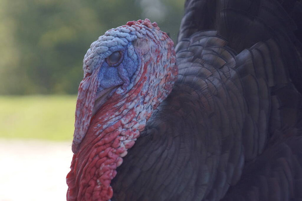adult male turkey  - Foto, imagen