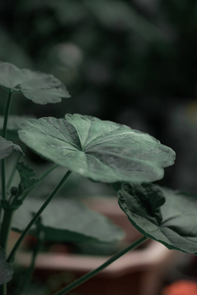 A selective focus shot of green alocasia leaf on a blurred background - Φωτογραφία, εικόνα
