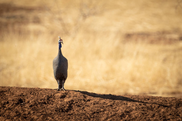 Helmeted guineafowl casts shadow on earth bank - Photo, Image