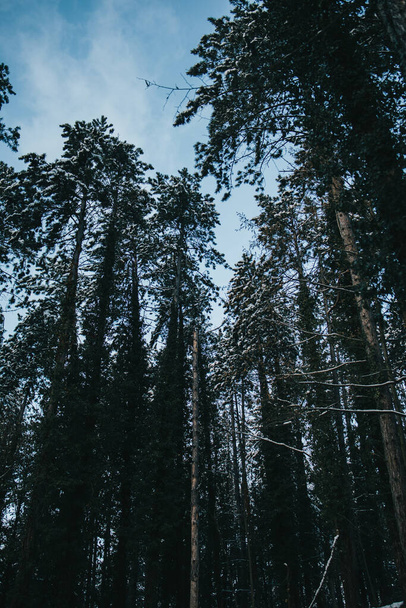 A vertical low angle shot of tall trees in a forest - Foto, immagini