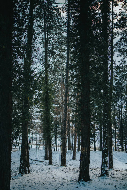 A vertical shot of tall trees in a snowy forest - Фото, изображение