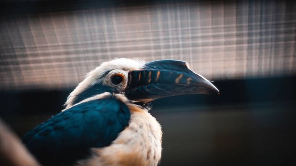 A selective focus shot of a hornbill bird on a blurred background - Φωτογραφία, εικόνα