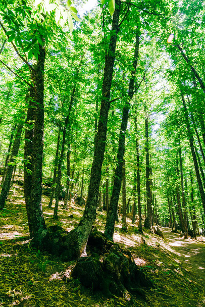 A vertical shot of a chestnut grove in El Tiemblo in Avila, Castile, Spain - Fotoğraf, Görsel