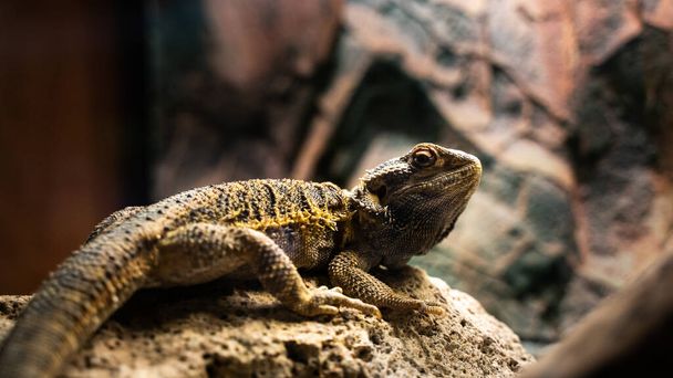 A close up shot of a small lizard in a terrarium on a blurry background - 写真・画像