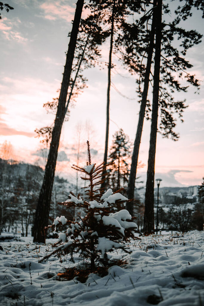 A vertical shot of tall trees and a pine tree in a snowy forest - Fotografie, Obrázek