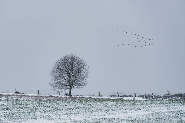 Голое дерево и движущиеся гуси за снежным полем в облачное утро. - Фото, изображение