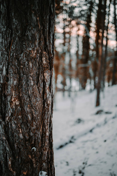 A vertical closeup shot of a tree in a snowy forest - 写真・画像