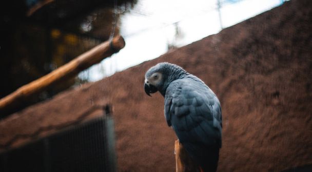 A selective focus shot of a blue parrot perched on wood with a blurry background - 写真・画像