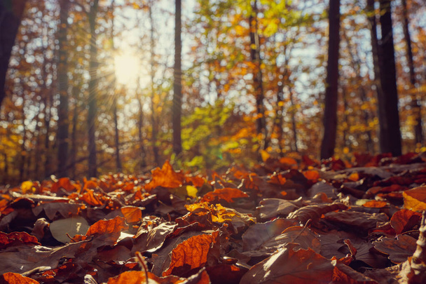 Folhas de outono coloridas em uma floresta mista. Flares da lente (Sonnenstern) e árvores no fundo. Espaço de cópia. - Foto, Imagem