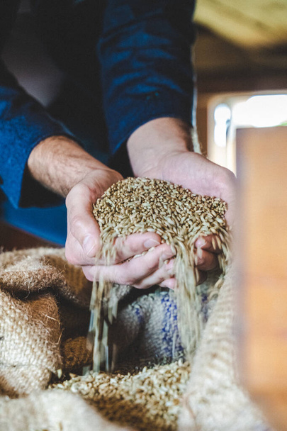 Los granos de trigo en las manos al almacenaje del molino. De cerca. Buena cosecha en manos de los agricultores, gran pila de grano - Foto, Imagen
