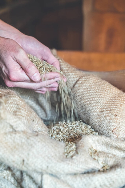 Los granos de trigo en las manos al almacenaje del molino. De cerca. Buena cosecha en manos de los agricultores, gran pila de grano - Foto, imagen