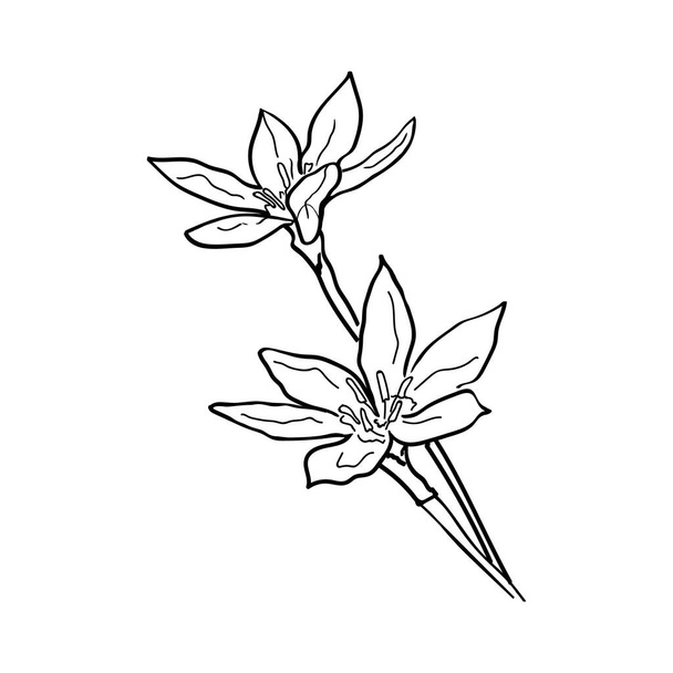 Fleurs dessinées à la main isolées sur un fond blanc. Croquis botanique d'une fleur de lys. Grandes lignes. - Vecteur, image