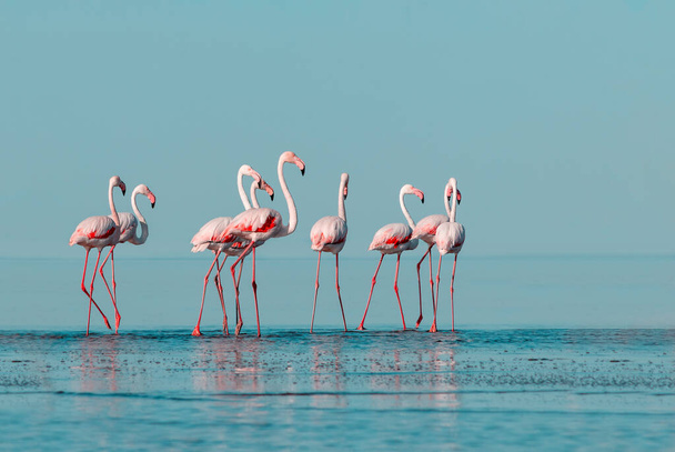 Villit afrikkalaiset linnut. Ryhmä lintuja vaaleanpunainen afrikkalainen flamingot kävelee ympäri sininen laguuni aurinkoisena päivänä - Valokuva, kuva