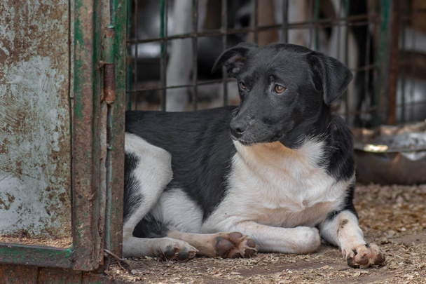 detailní portrét smutný pes štěně zamčený v kovové kleci. koncept psa bez domova - Fotografie, Obrázek