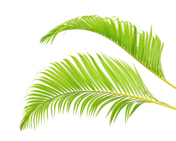 Feuilles de palmier jaune ou palmier de canne dorée, feuilles de palmier Areca, feuillage tropical isolé sur fond blanc avec chemin de coupe                                 - Photo, image