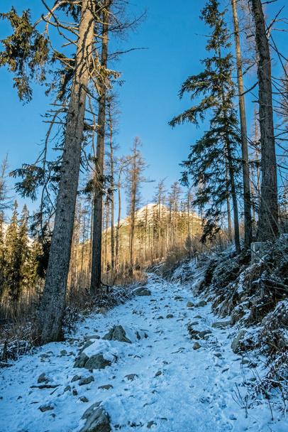 Patria hill, High Tatra mountains, Slovak republic. Snowy landscape. Seasonal natural scene. Travel destination. Hiking theme. - Fotó, kép