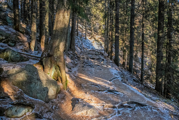 Tourist path in winter coniferous forest, Mengusovska valley, High Tatra mountains, Slovak republic. Hiking theme. - 写真・画像