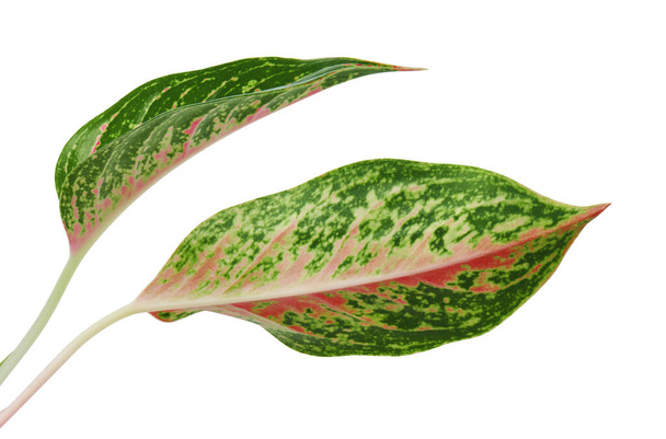 Aglaonema foliage, Pink aglaonema leaves, Exotic tropical leaf, isolated on white background with clipping path                                 - Photo, Image